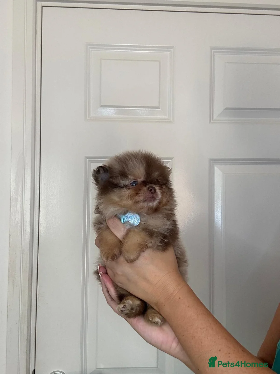 Pomeranian dogs for sale: KC registered Pretty Pomeranian Puppies - Advert 28