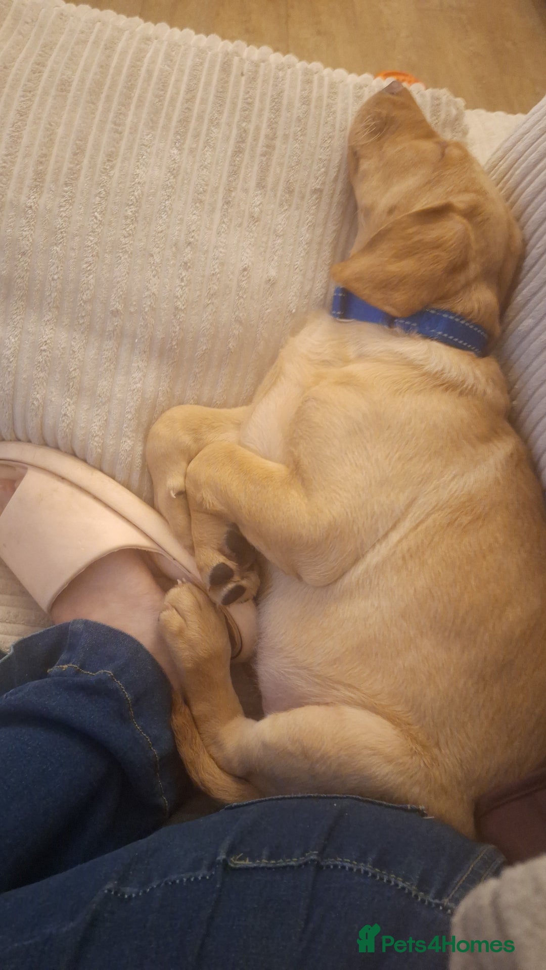 Labrador Retriever dogs for sale: 3 month old labrador  - Advert 3