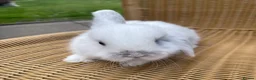 Mini Lop rabbits for sale: Gorgeous baby mini lops  - Advert 17