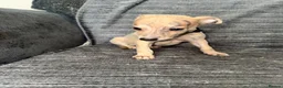 Whippet dogs for sale: 2 Stunning KC registered boys left - Advert 11