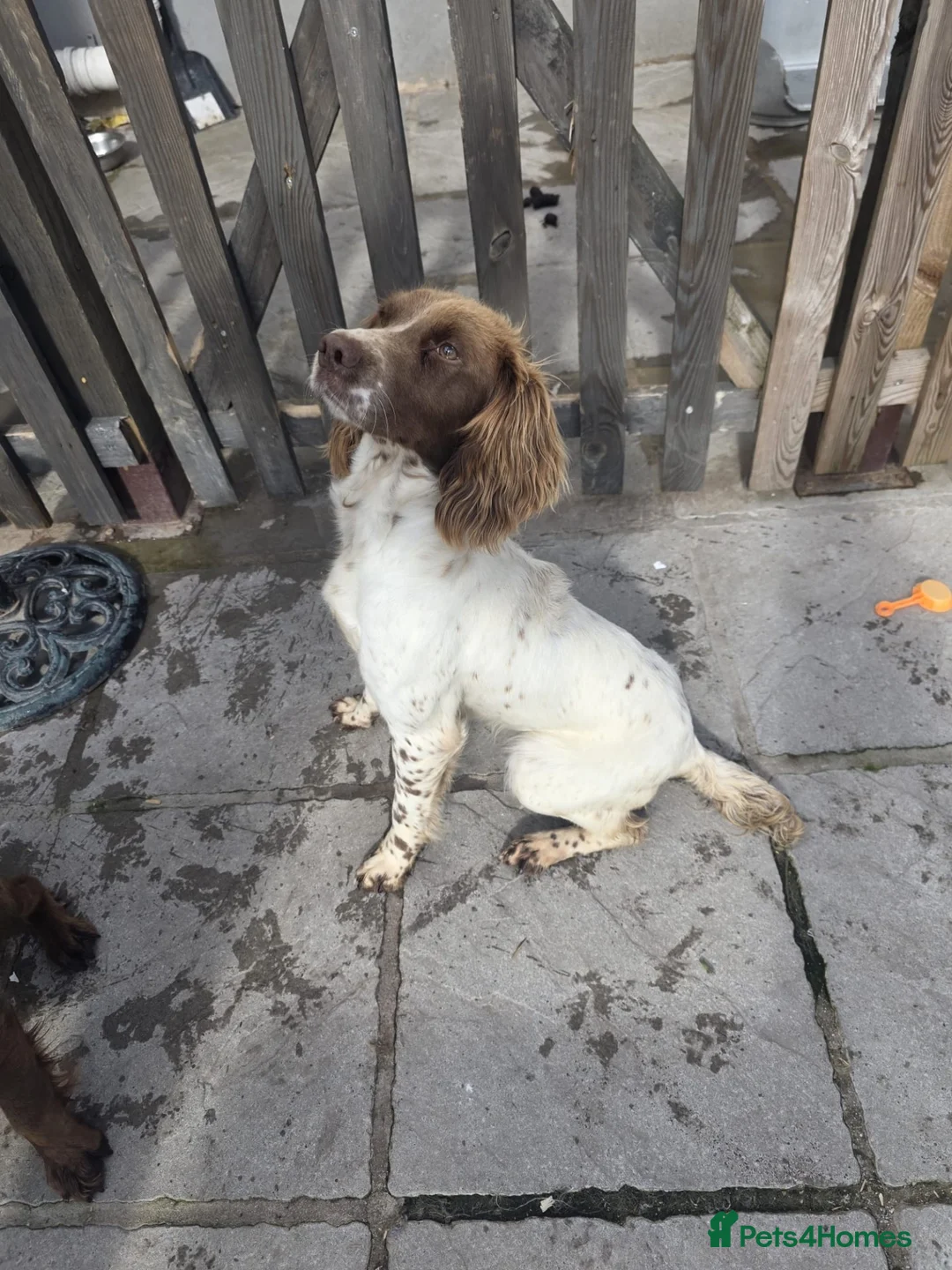 English Springer Spaniel dogs for sale: Spaniel bitch  in Merthyr Tydfil - Advert 3