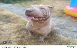 Shar Pei dogs for sale: 1 STUNNING GIRL LEFT PURE BRED  - Image 5