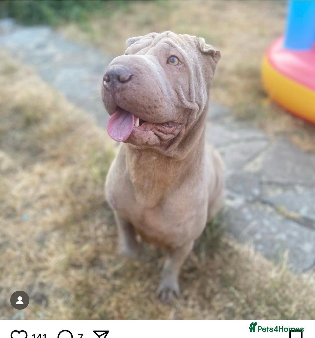 Shar Pei dogs for sale: 1 STUNNING GIRL LEFT PURE BRED  - Image 5