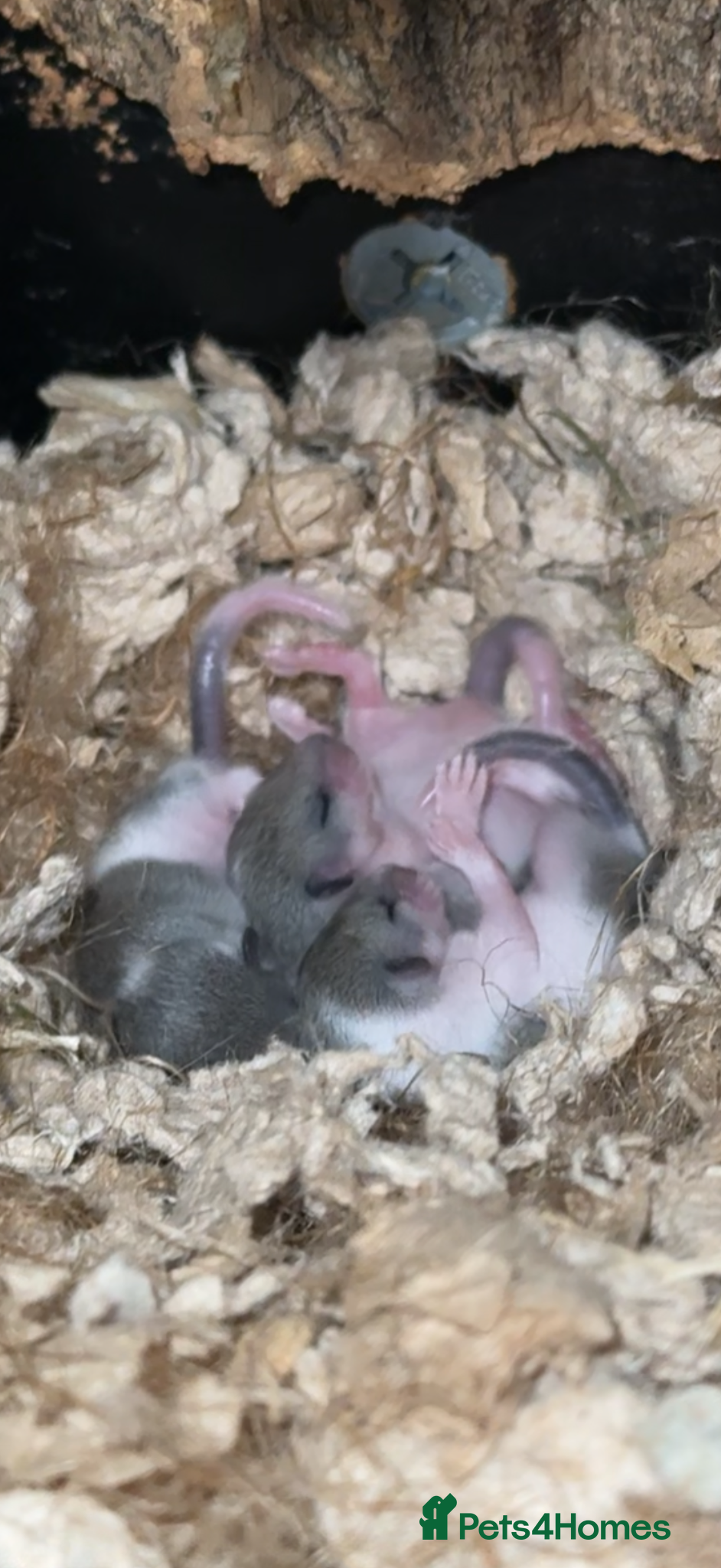 Mouse rodents African Pygmy dormice (read description)  - Advert 12