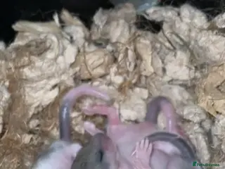 Mouse rodents African Pygmy dormice (read description) - Advert 12