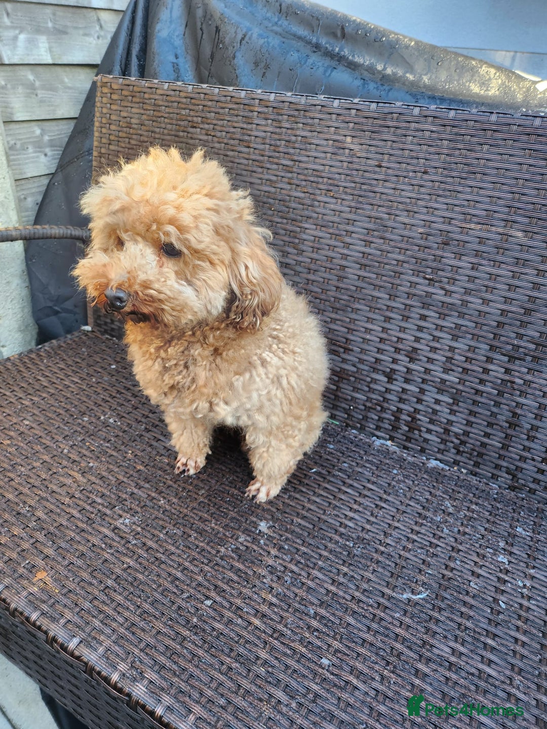 Toy Poodle dogs for sale: KC 6 yrs old Toy poodle girl - Advert 10