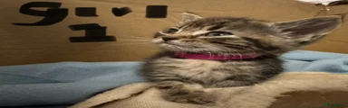 Domestic Shorthair 1