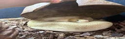 Python Snake reptiles for sale: Male Champagne Enchi Royal/Ball Python - Advert 5