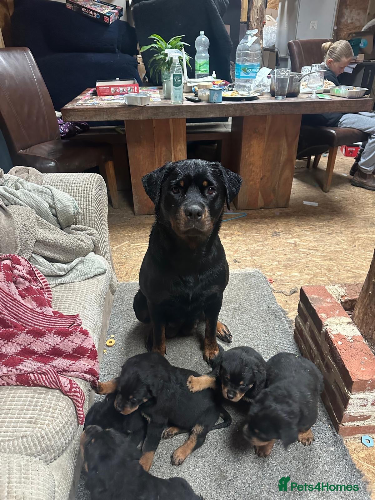 Rottweiler dogs Chunky Beautiful Rottweiler pups - Advert 1