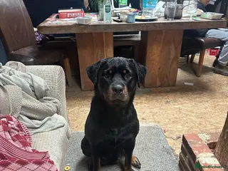 Rottweiler dogs Chunky Beautiful Rottweiler pups - Advert 1