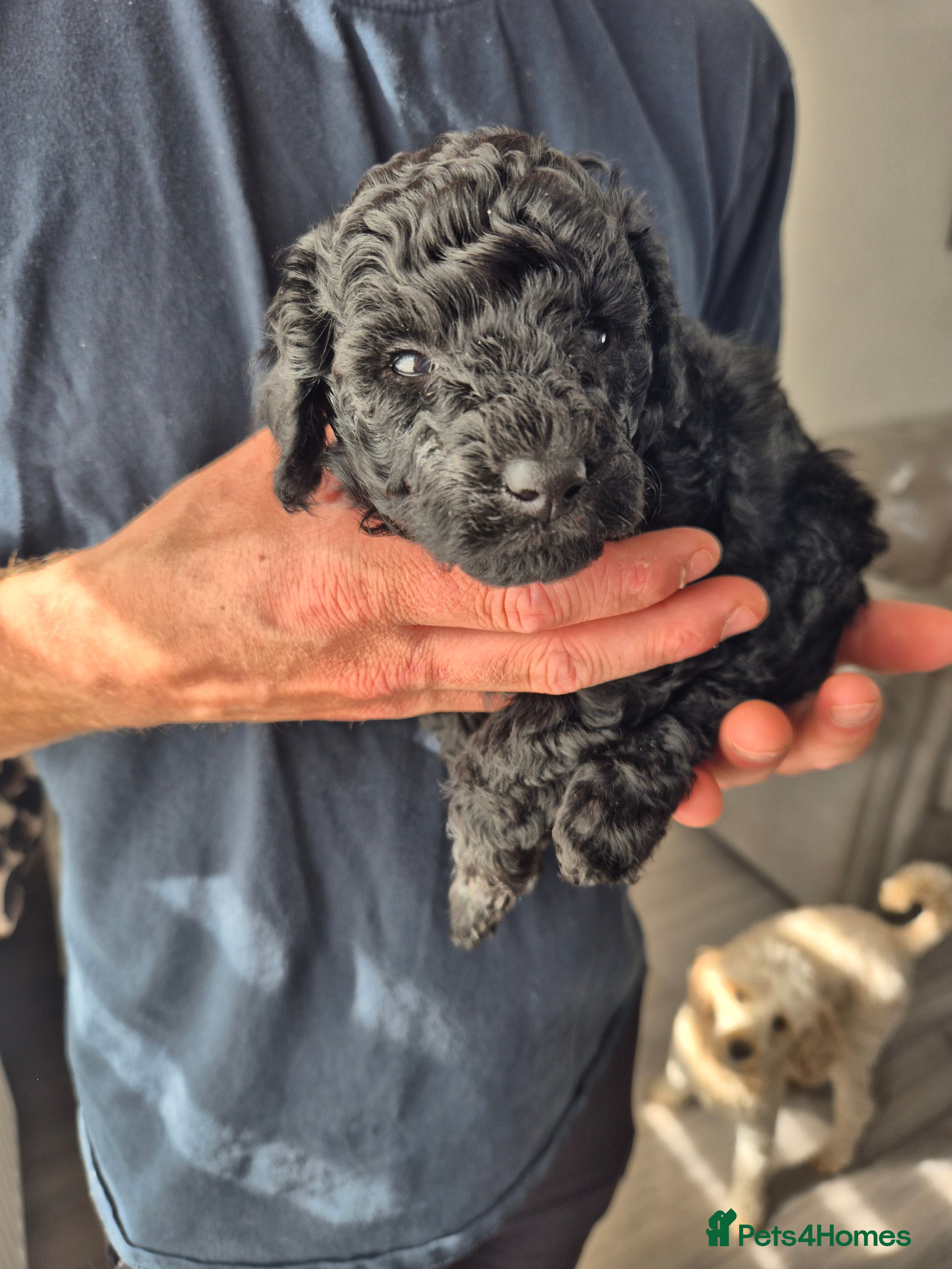 Miniature Poodle dogs 2 beautiful KC registered miniature poodles - Advert 2