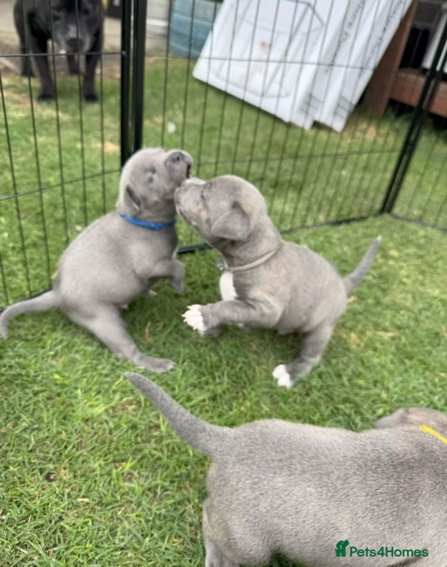 Staffordshire Bull Terrier dogs fdfeFEF 6 x English Staffy Pure Bred BLUE chunky - Advert 1