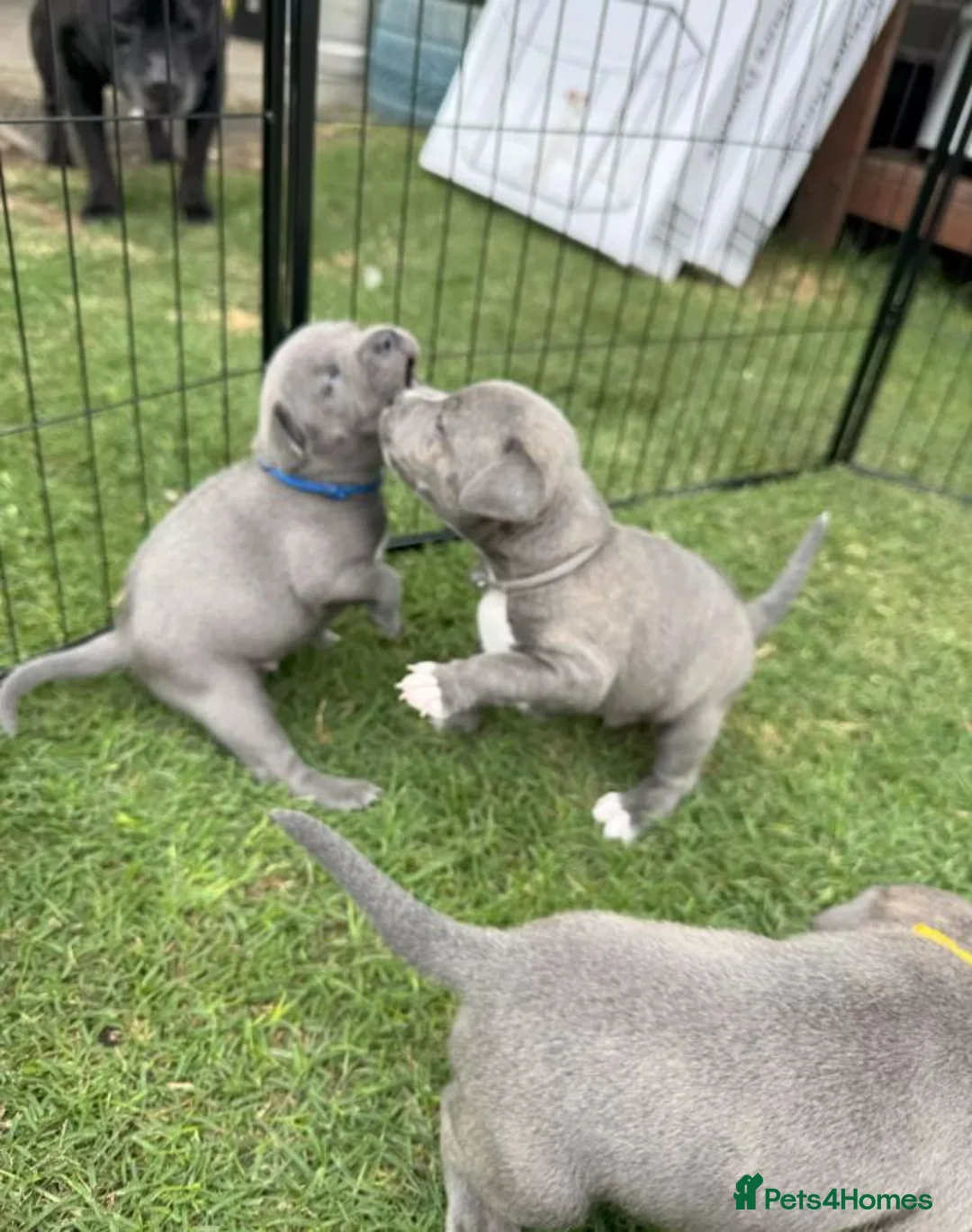 Staffordshire Bull Terrier dogs for sale: fdfeFEF 6 x English Staffy Pure Bred BLUE chunky in Romford - Advert 1