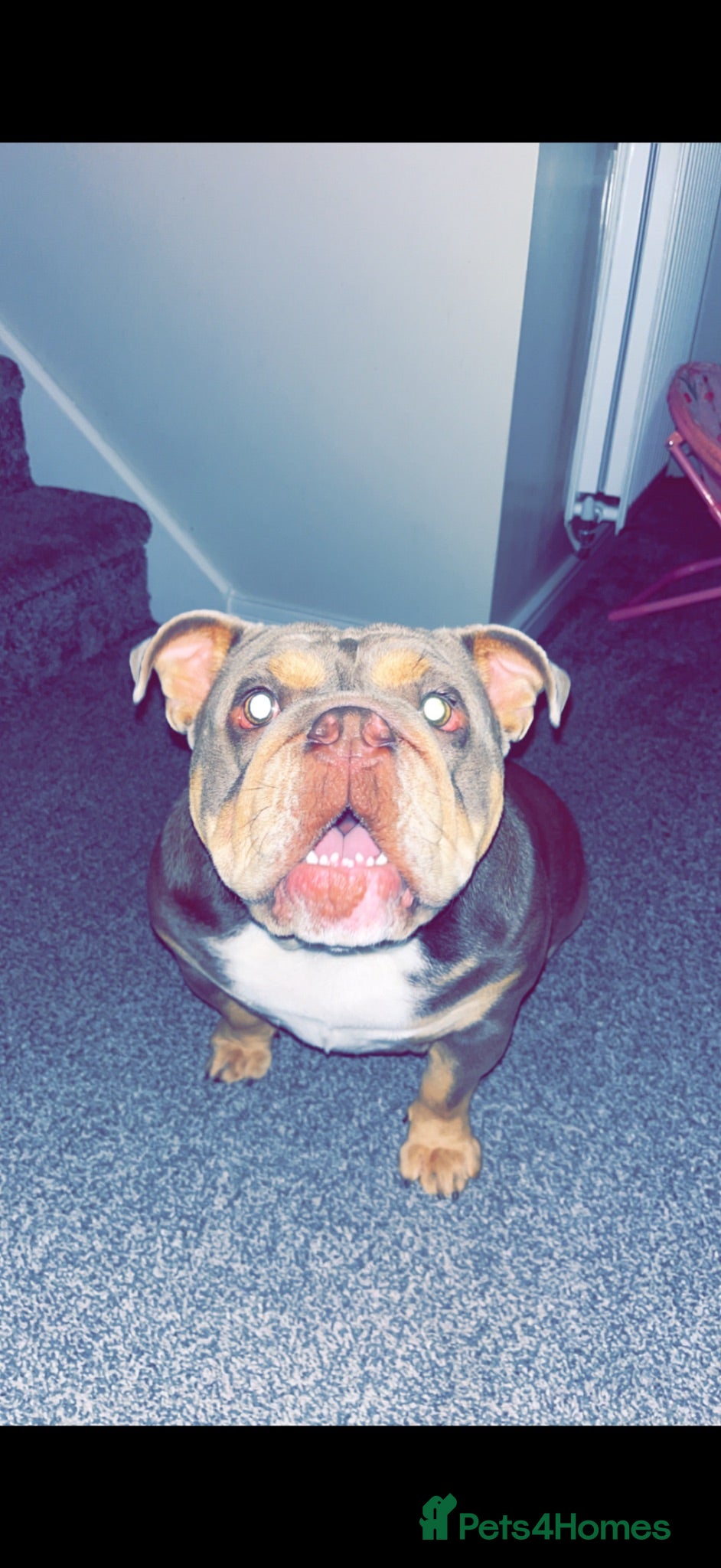 English Bulldog dogs Bella 3 years old - Advert 5