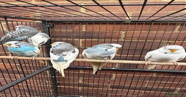 Budgerigars birds - Advert 6