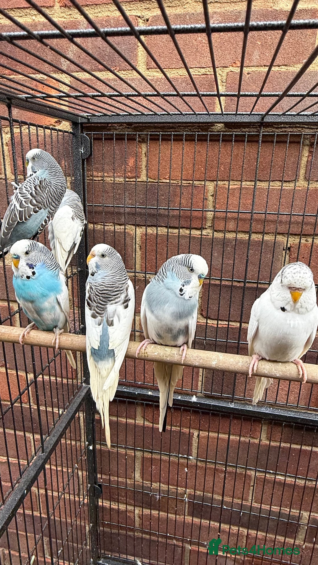 Budgerigars birds for sale: Last remaining Budgies for sale - Image 3