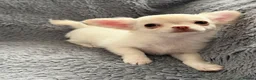 Chihuahua dogs for sale: Ready Now Long Coat Chihuahua  - Advert 3