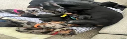 Dachshund dogs for sale: Dachshund  - Advert 3