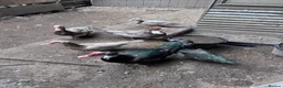 Geese poultry for sale: Geese pair and various ducks pairs and singles in Bracknell - Advert 5