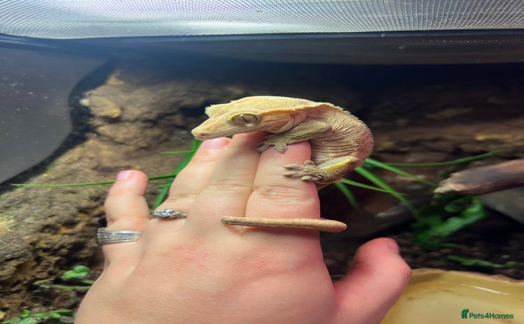 Gecko reptiles - Advert 4