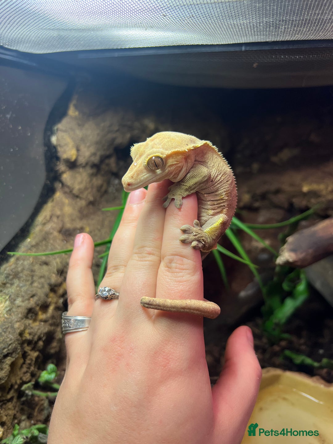 Gecko reptiles for sale: Female Crested Gecko and set up - Image 1