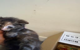 Mixed Breed cats for sale: Beautiful kitten  - Image 3