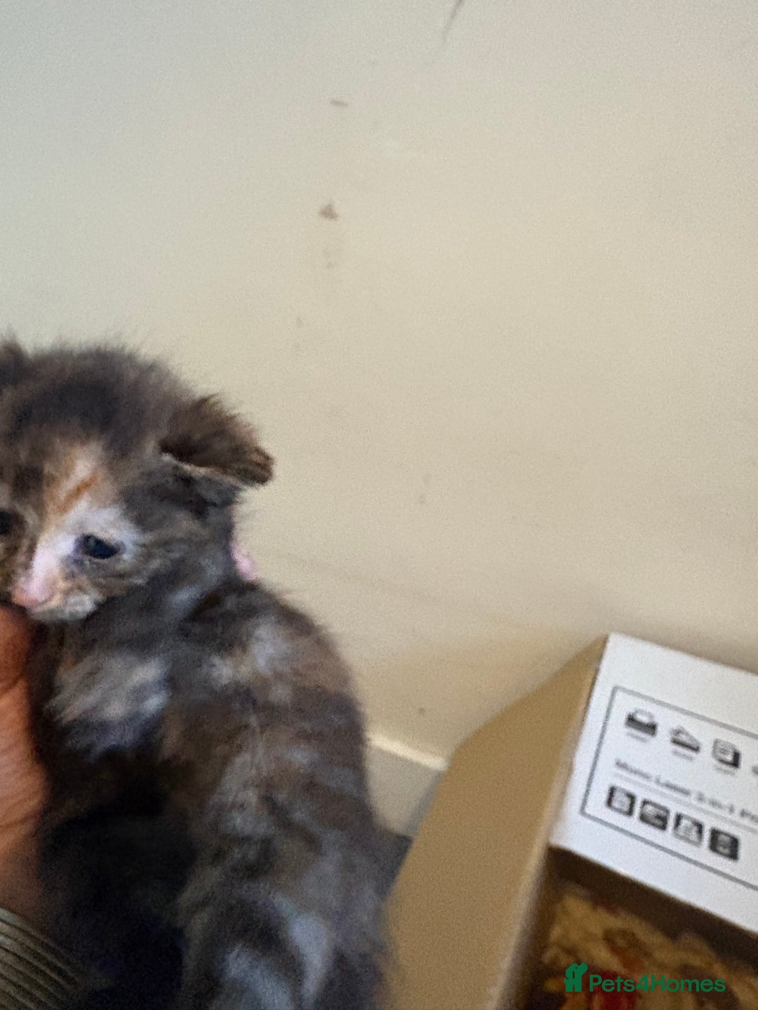 Mixed Breed cats for sale: Beautiful kitten  - Image 3
