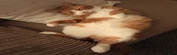 Mixed Breed cats for sale: Basil. 3 year old neutered male in Keighley - Advert 1
