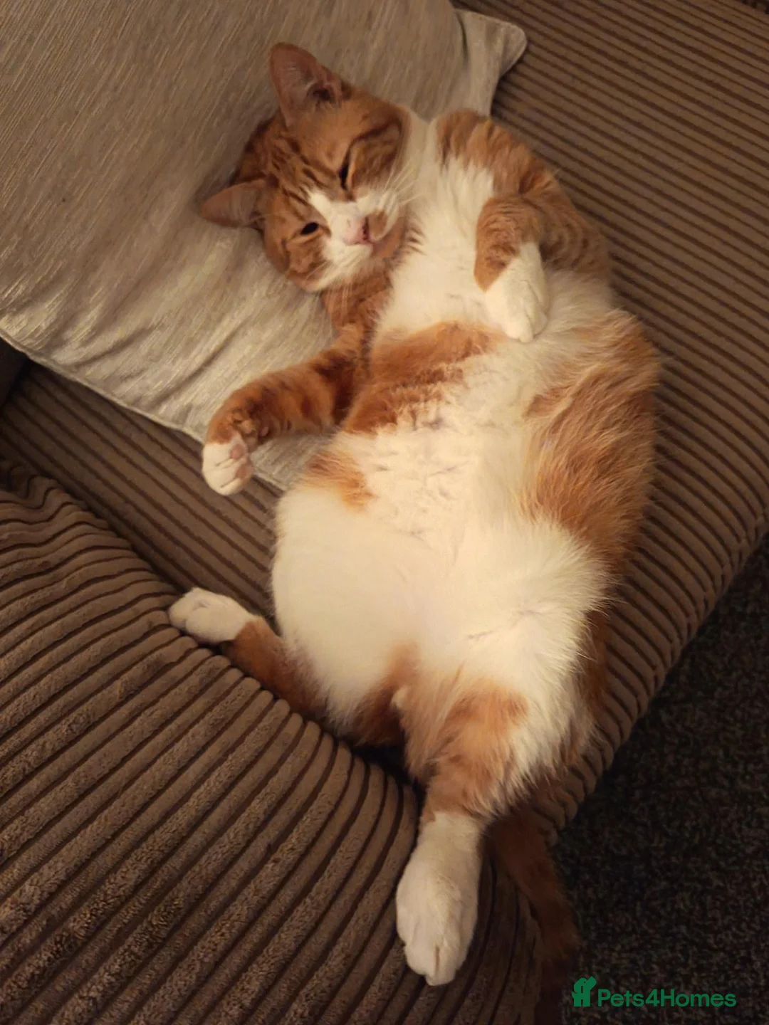 Mixed Breed cats for sale: Basil. 3 year old neutered male in Keighley - Advert 1