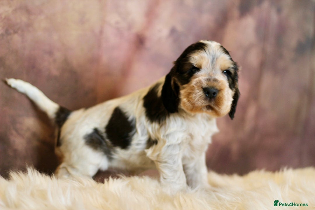 Cocker Spaniel dogs for sale: Rizi-Bizi bred Health tested Show cockers  - Image 14