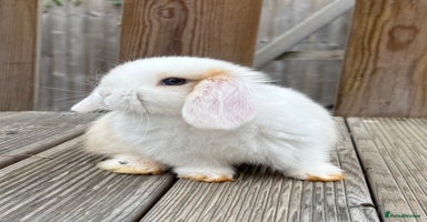 Mini Lop rabbits - Advert 15