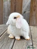 Mini Lop rabbits - Advert 2