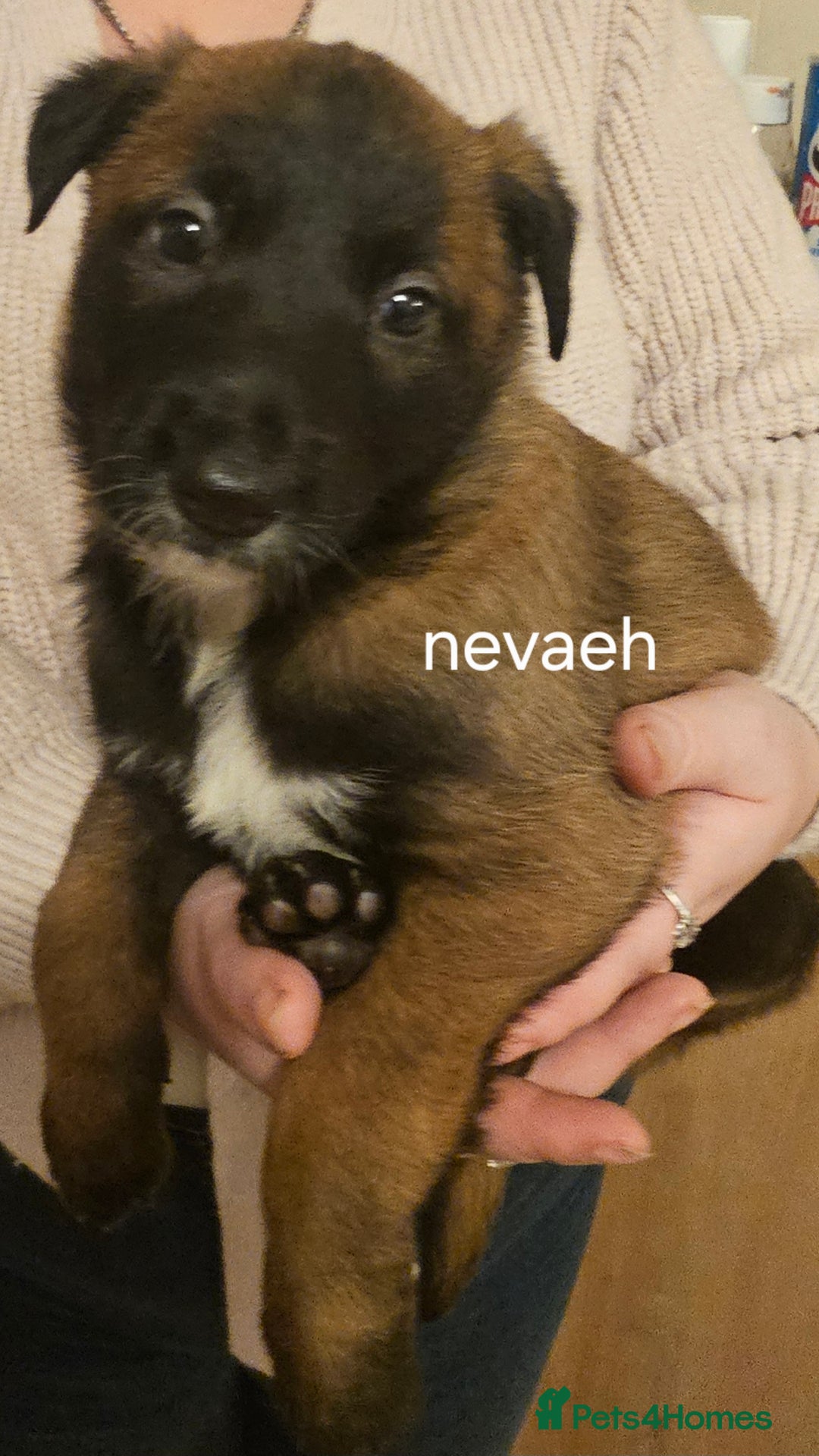 Belgian Shepherd Dog dogs for sale: Belgian malinois puppies 5 weeks - Advert 10