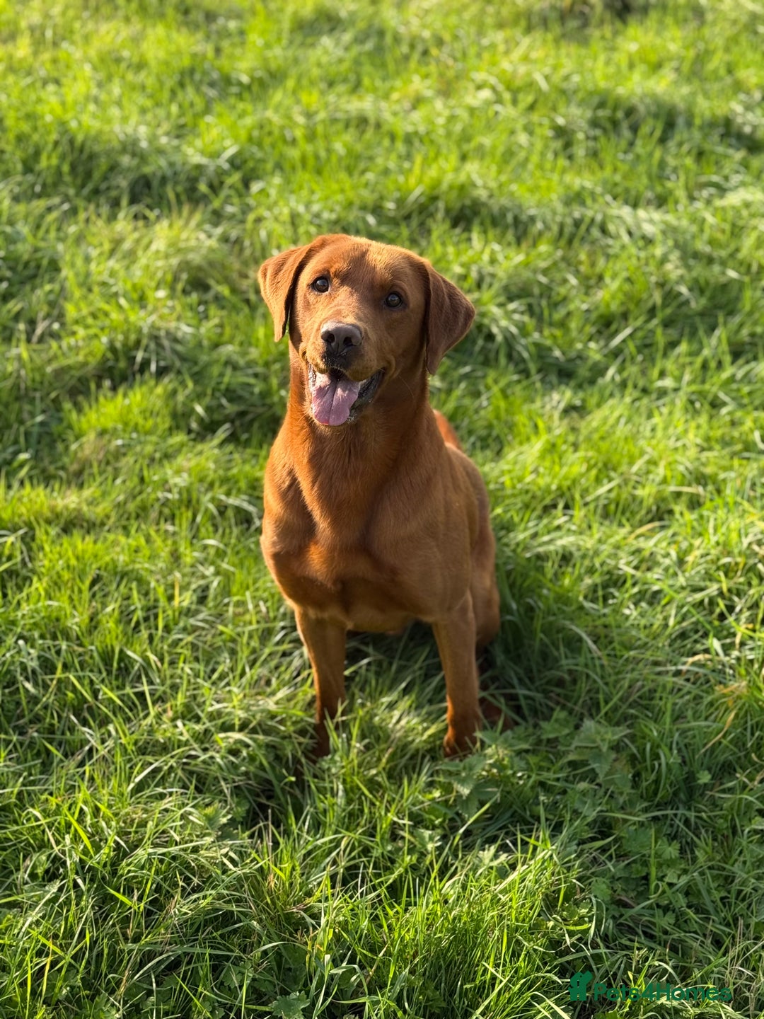 Labrador Retriever dogs for stud: Fox Red Labrador - Advert 3