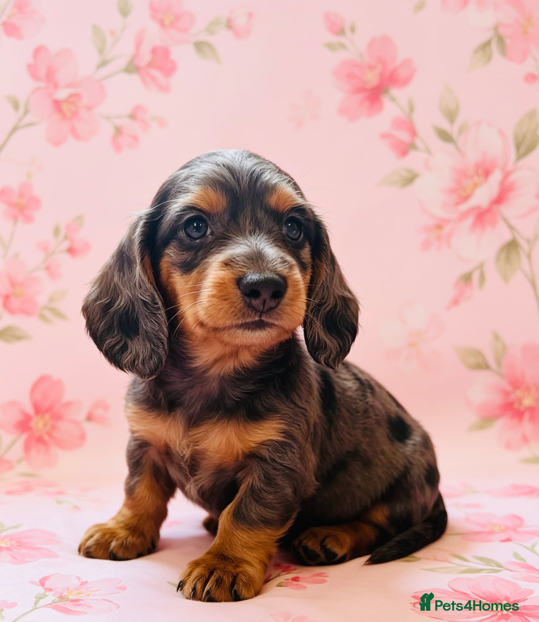 Miniature Dachshund dogs Quality Miniature Dachshund puppies - Advert 6