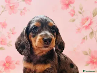 Miniature Dachshund dogs Quality Miniature Dachshund puppies - Advert 6
