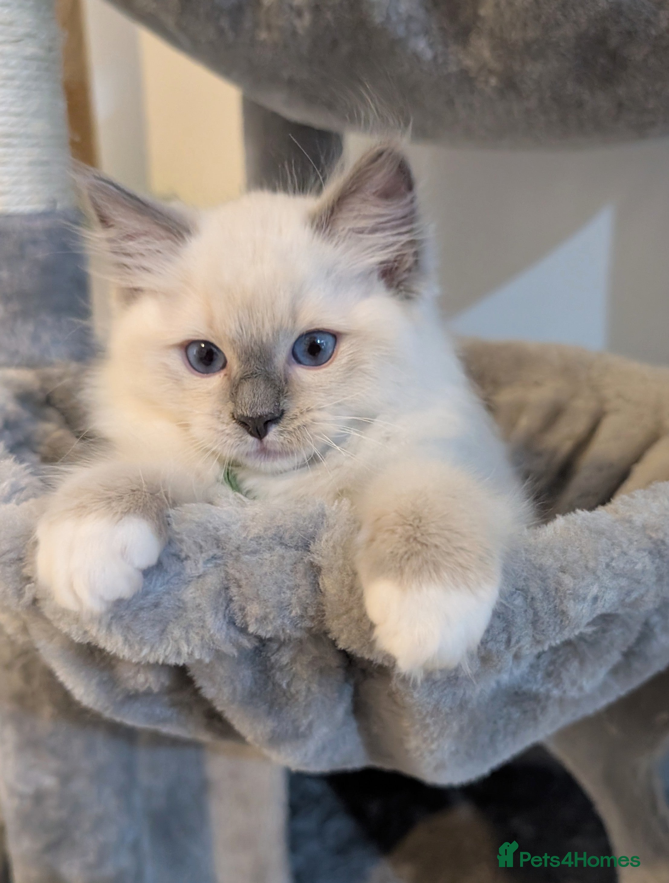 Ragdoll cats Grand champion lines TICA Ragdoll kittens  - Advert 3