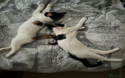Mixed Breed cats for sale: Two adorable girls - Image 1