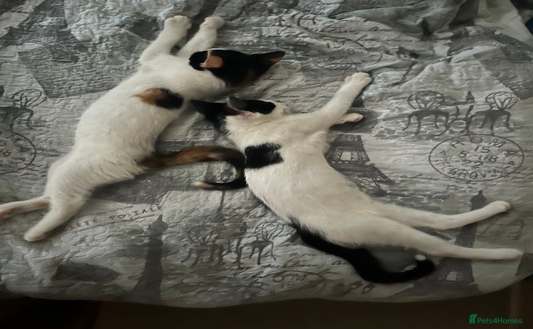 Mixed Breed cats - Advert 11