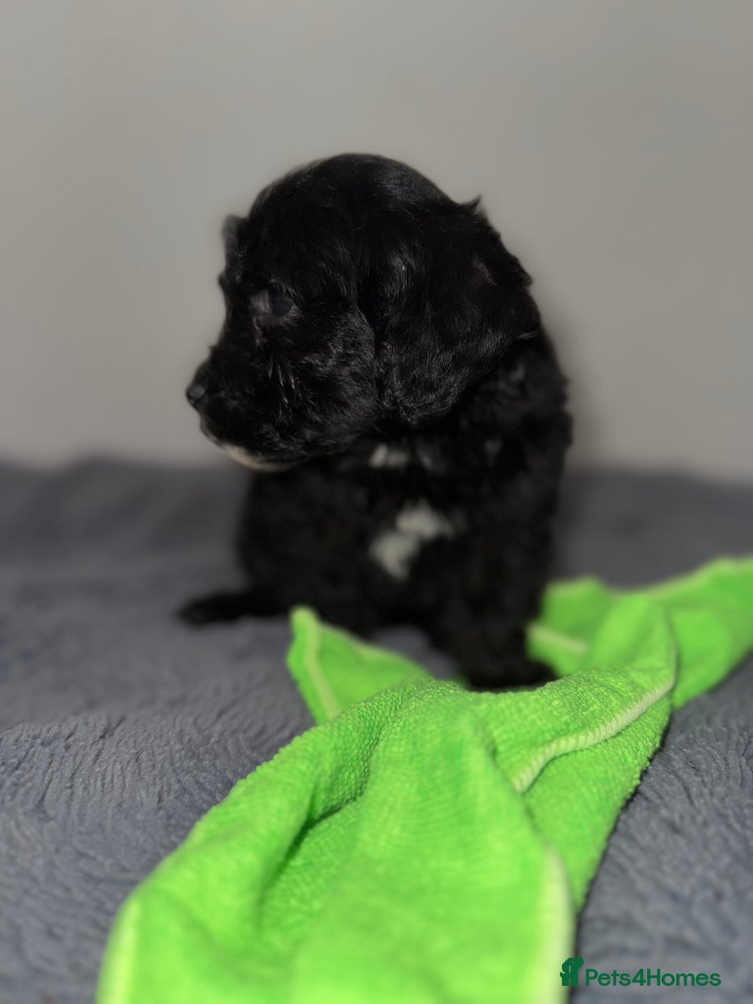 Sheepadoodle dogs for sale: Micro-mini Sheepadoodle reduced !!!!! - Image 25
