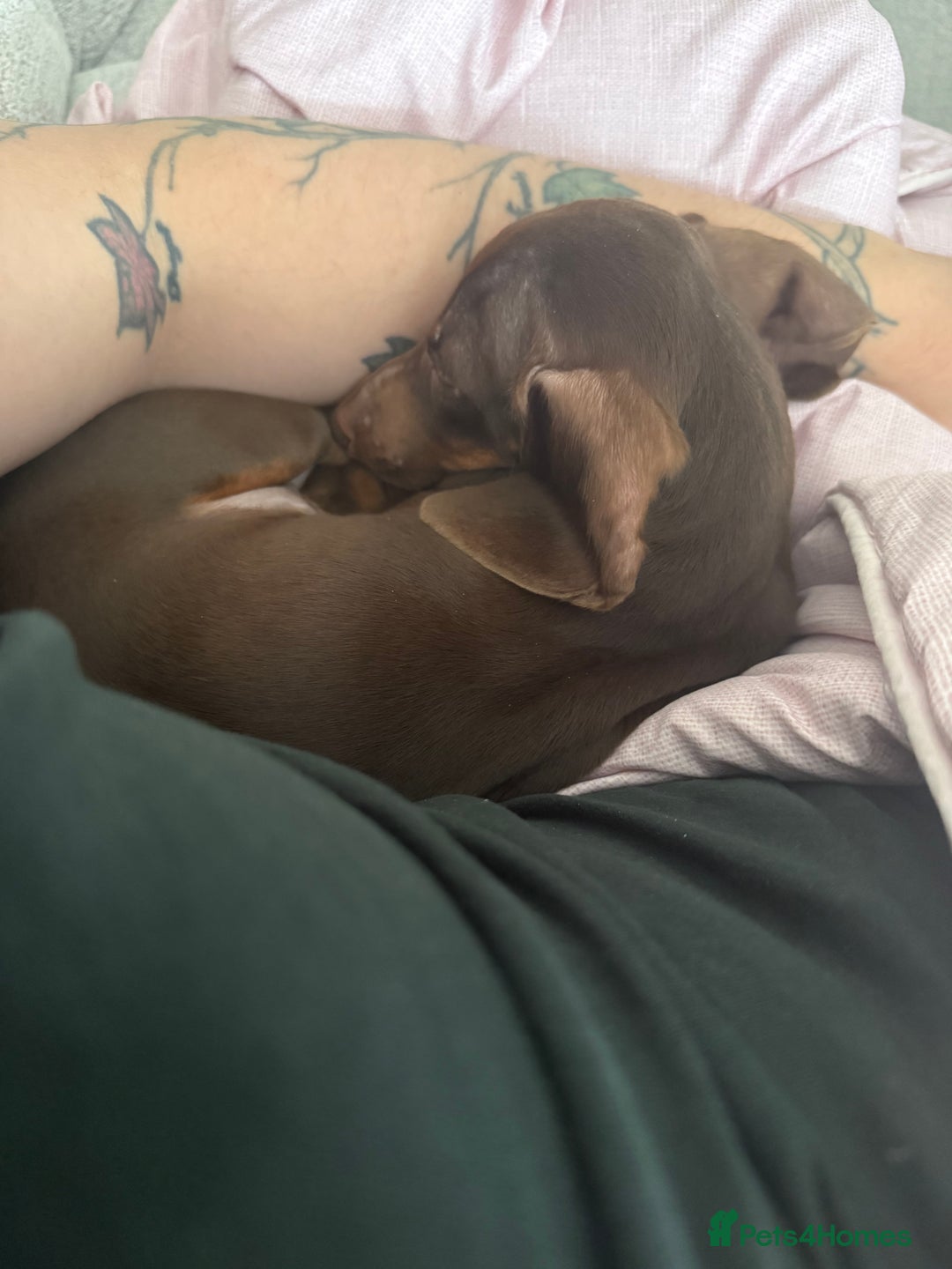 Miniature Dachshund dogs for sale: Mini Duchshund puppy - Advert 3