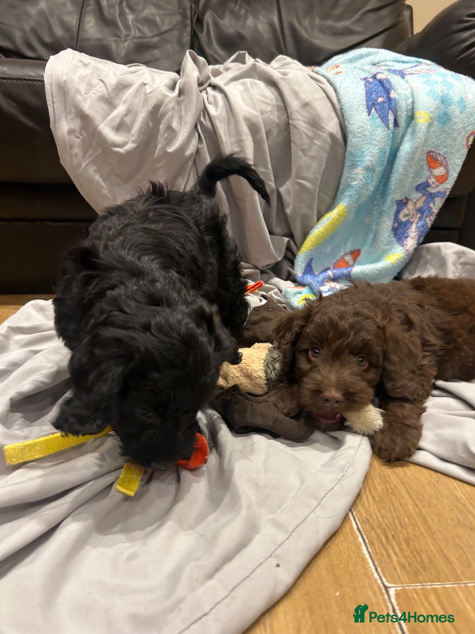Cockapoo dogs F1 cockapoo puppies ready now boys and girls  - Advert 1