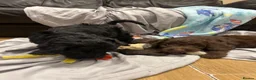 Cockapoo dogs for sale: F1 cockapoo puppies ready now boys and girls  - Advert 1