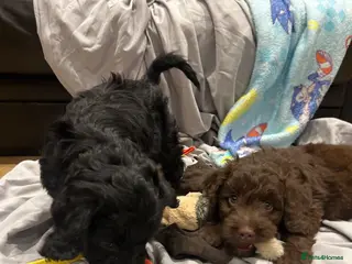 Cockapoo dogs F1 cockapoo puppies ready now boys and girls - Advert 9