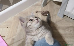 British Shorthair cats for sale: GCCF 💛 Sandy 💛 Pedigree British Shorthair Kitten - Image 2