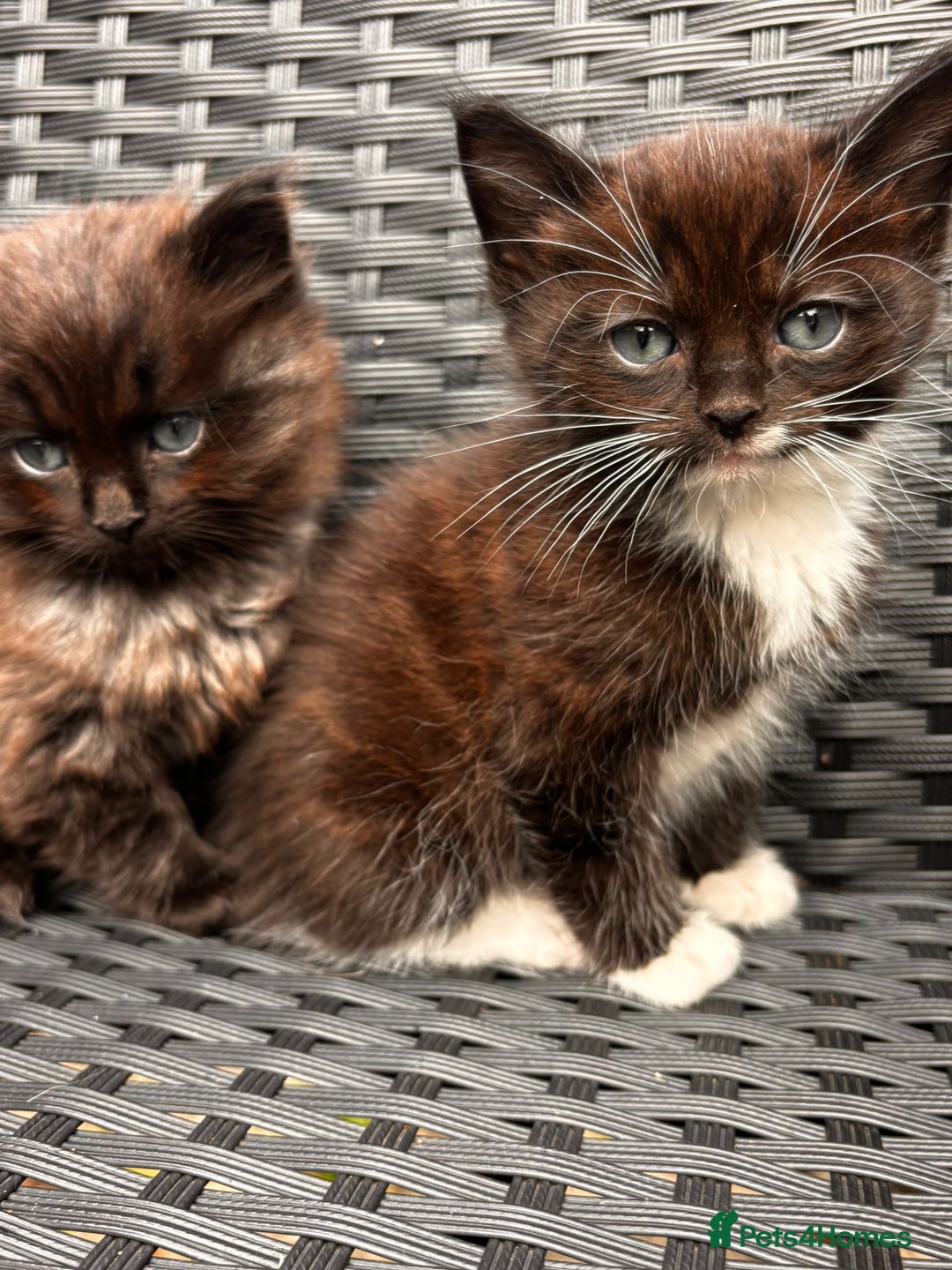 Mixed Breed cats for sale: Ragdoll mixed breed - Advert 2