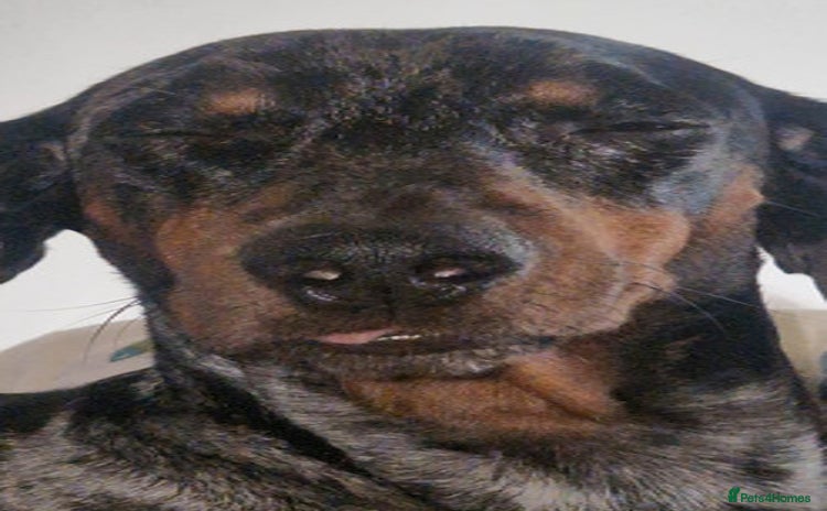 Dachshund dogs - Advert 3