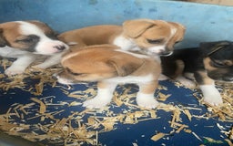 Jack Russell dogs for sale: Jack Russell puppies - Image 2