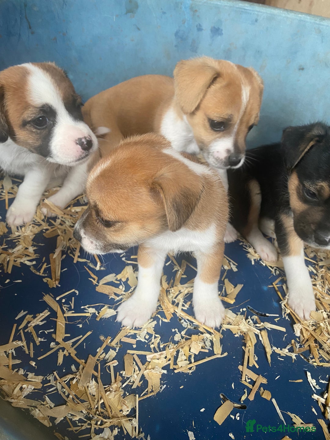Jack Russell dogs for sale: Jack Russell puppies - Image 2