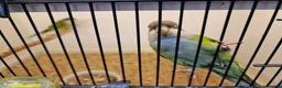 Parakeets birds for sale: Sierra (grey hooded) parakeets - Advert 2